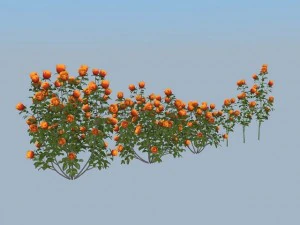 Blumen 3D Modell