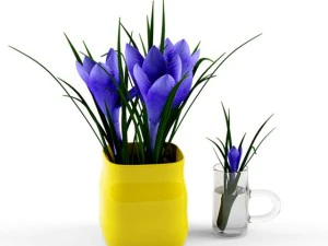 krokus Model 3D