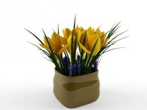 crocus 3D Model