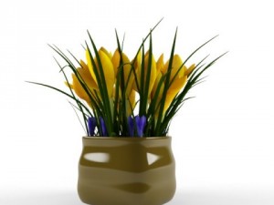 crocus Model 3D