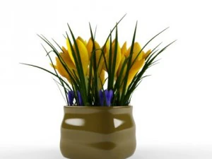 crocus 3D Model