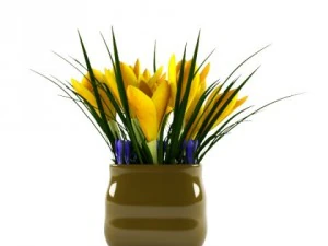 crocus 3D Model