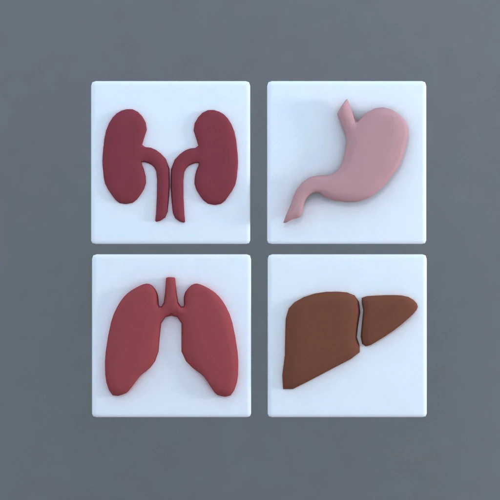 bodies 3D Model .c4d .max .obj .3ds .fbx .stl .blend