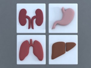 bodies 3D Model