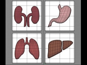 bodies 3D Model
