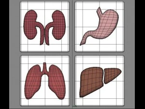 bodies 3D Model
