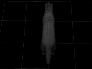 wolf Modèle 3D