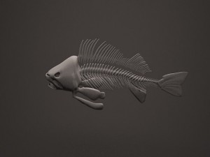 fish skeleton Modello 3D