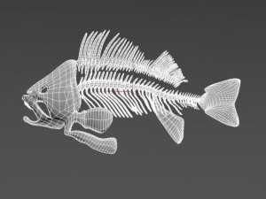 fish skeleton 3D-Modell