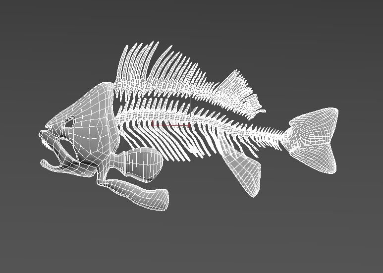 Fish Skeleton 3d Model In Fish 3dexport