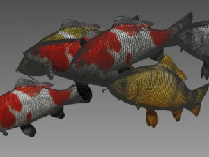 koi fish 3D Model