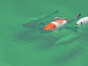 koi fish 3D Model