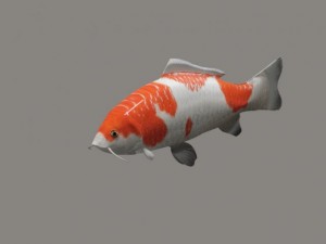 koi fish 3D Модель