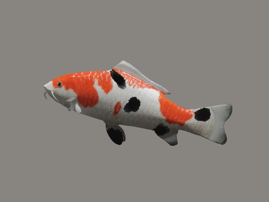 KOI fish 3D Model in Fish 3DExport