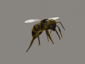 bee Modèle 3D