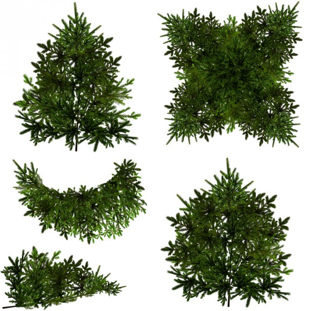 tree CG Textures .c4d .max .obj .3ds .fbx .stl .blend 