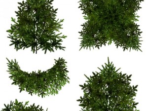 tree CG Текстуры