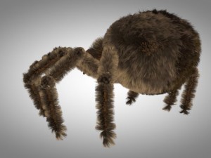 brown spider Modèle 3D