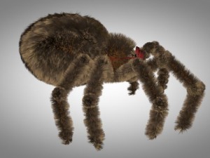 brown spider Modèle 3D