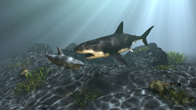 shark Model 3D .c4d .max .obj .3ds .fbx .stl .blend 