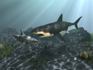 shark Model 3D