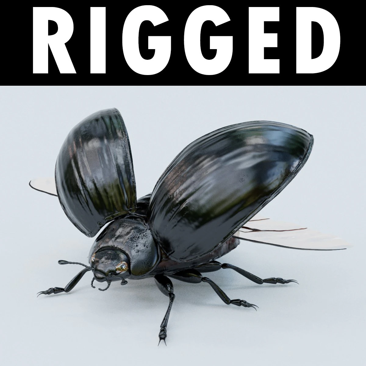 black beetle rigged 3D Model .c4d .max .obj .3ds .fbx .stl .blend 