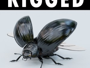 black beetle rigged 3D-Modell