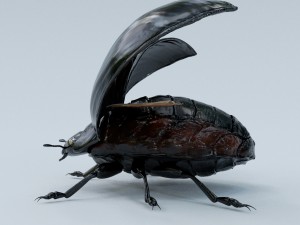 black beetle rigged 3Dモデル