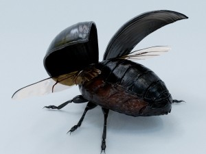 black beetle rigged 3Dモデル
