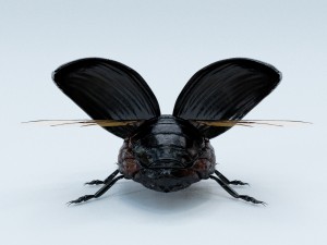 black beetle rigged 3Dモデル