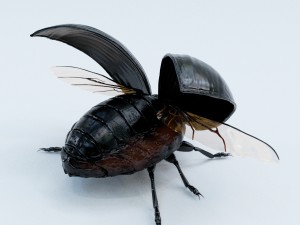 black beetle rigged 3Dモデル