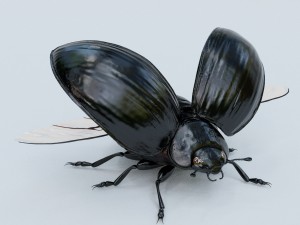 black beetle rigged 3Dモデル