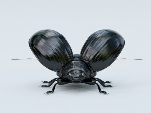black beetle rigged 3Dモデル