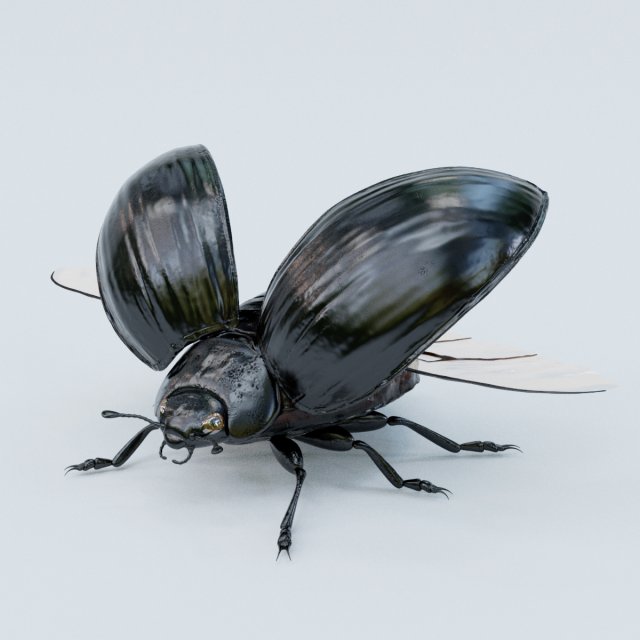 black beetle 3D 모델 .c4d .max .obj .3ds .fbx .stl .blend 