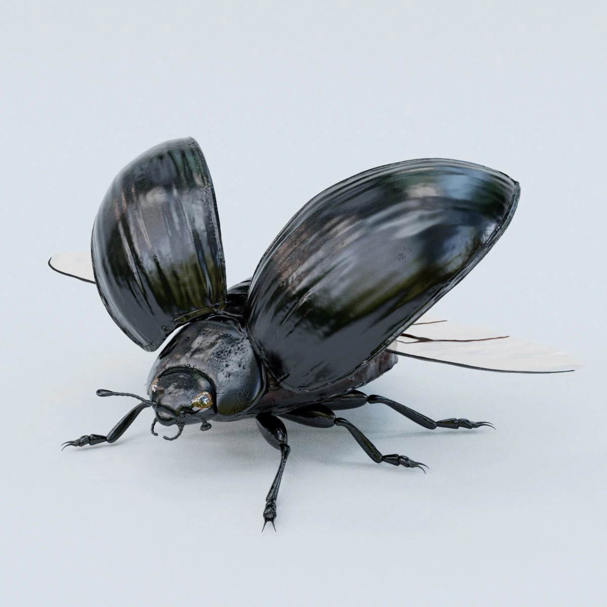 black beetle 3D Model .c4d .max .obj .3ds .fbx .stl .blend 