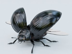 black beetle 3D-Modell