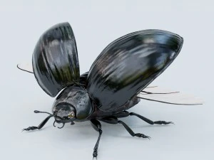 besouro preto Modelo 3D