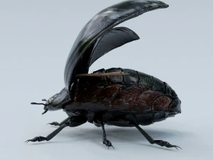 black beetle 3D Model