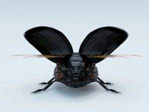 black beetle 3D Model