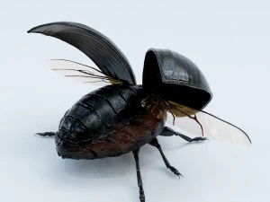 black beetle 3D Model