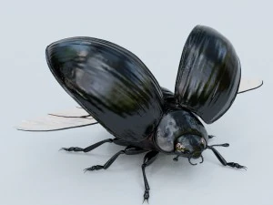 black beetle 3D Model