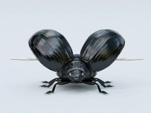 black beetle 3D Model