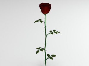 rose red Modelo 3D