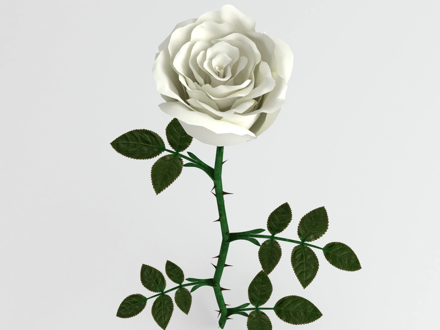 rose white 3D Model .c4d .max .obj .3ds .fbx .stl .blend 