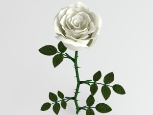 rose white Modèle 3D