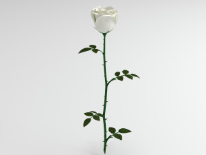 rose white 3Dモデル