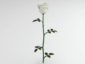 rose white 3D Model