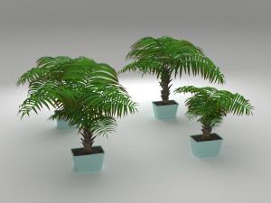 palm tree 3D Модель