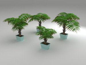 palm tree Model 3D