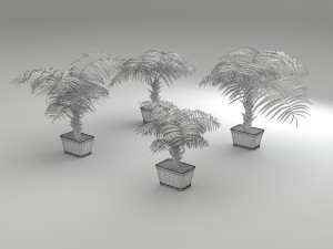 palm tree Model 3D